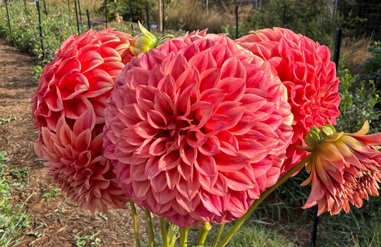 DAHLIA SYLVIA CRAIG HUNTER