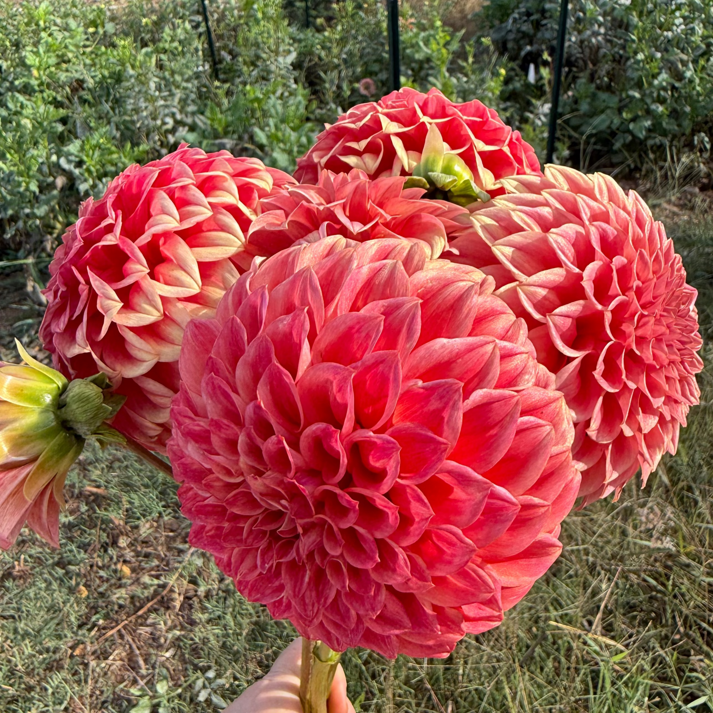 DAHLIA SYLVIA CRAIG HUNTER