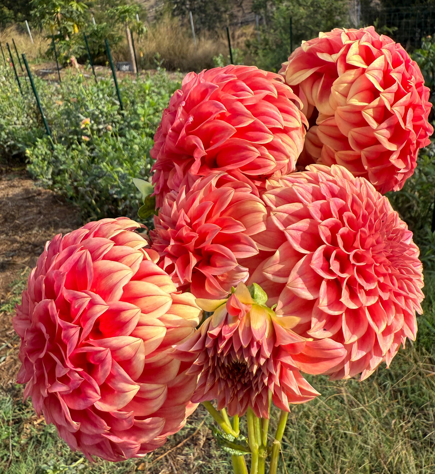 DAHLIA SYLVIA CRAIG HUNTER