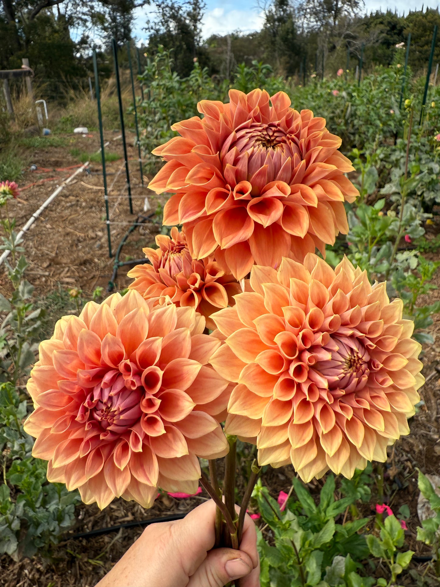 DAHLIA HY PATTI