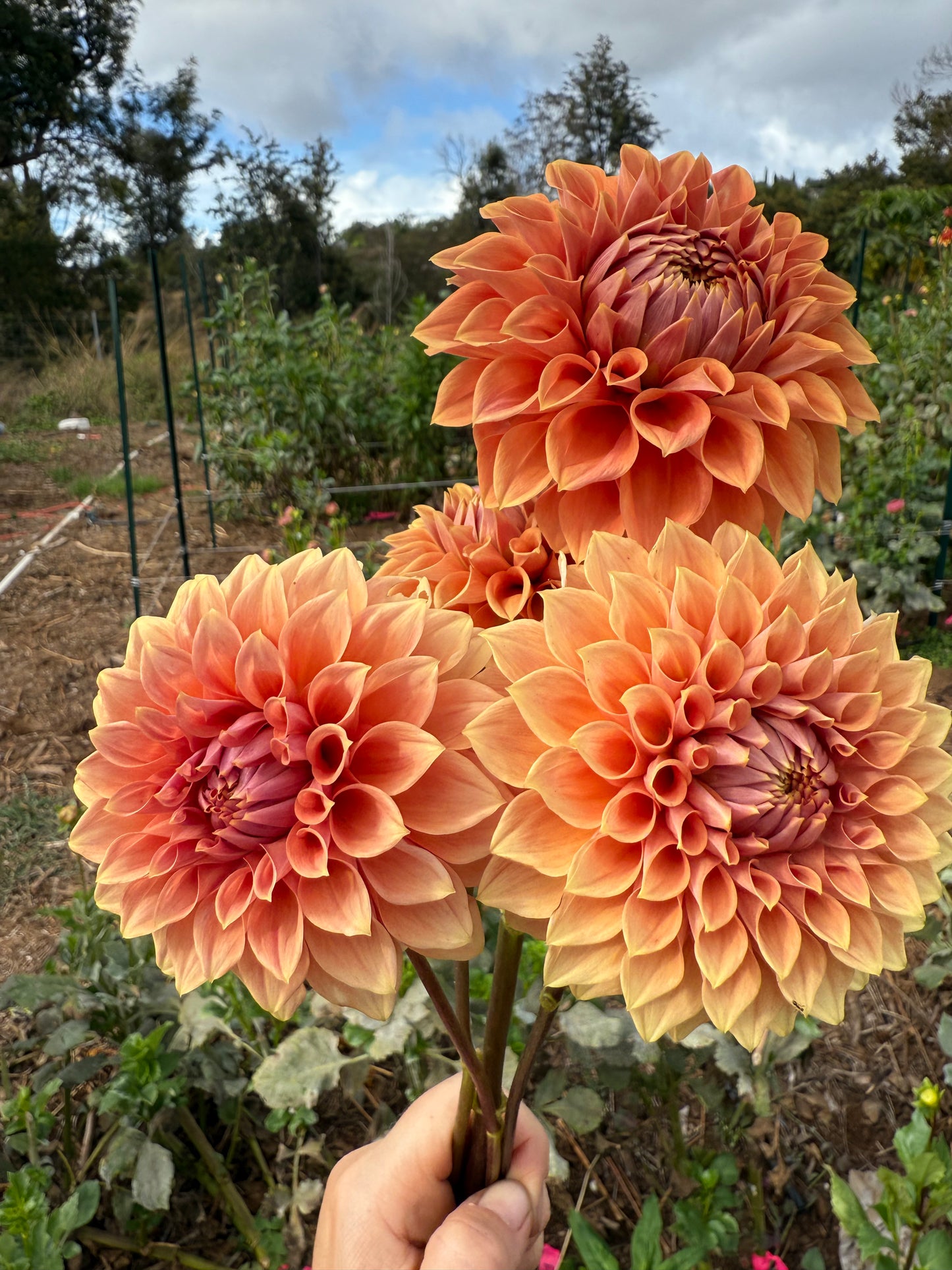 DAHLIA HY PATTI