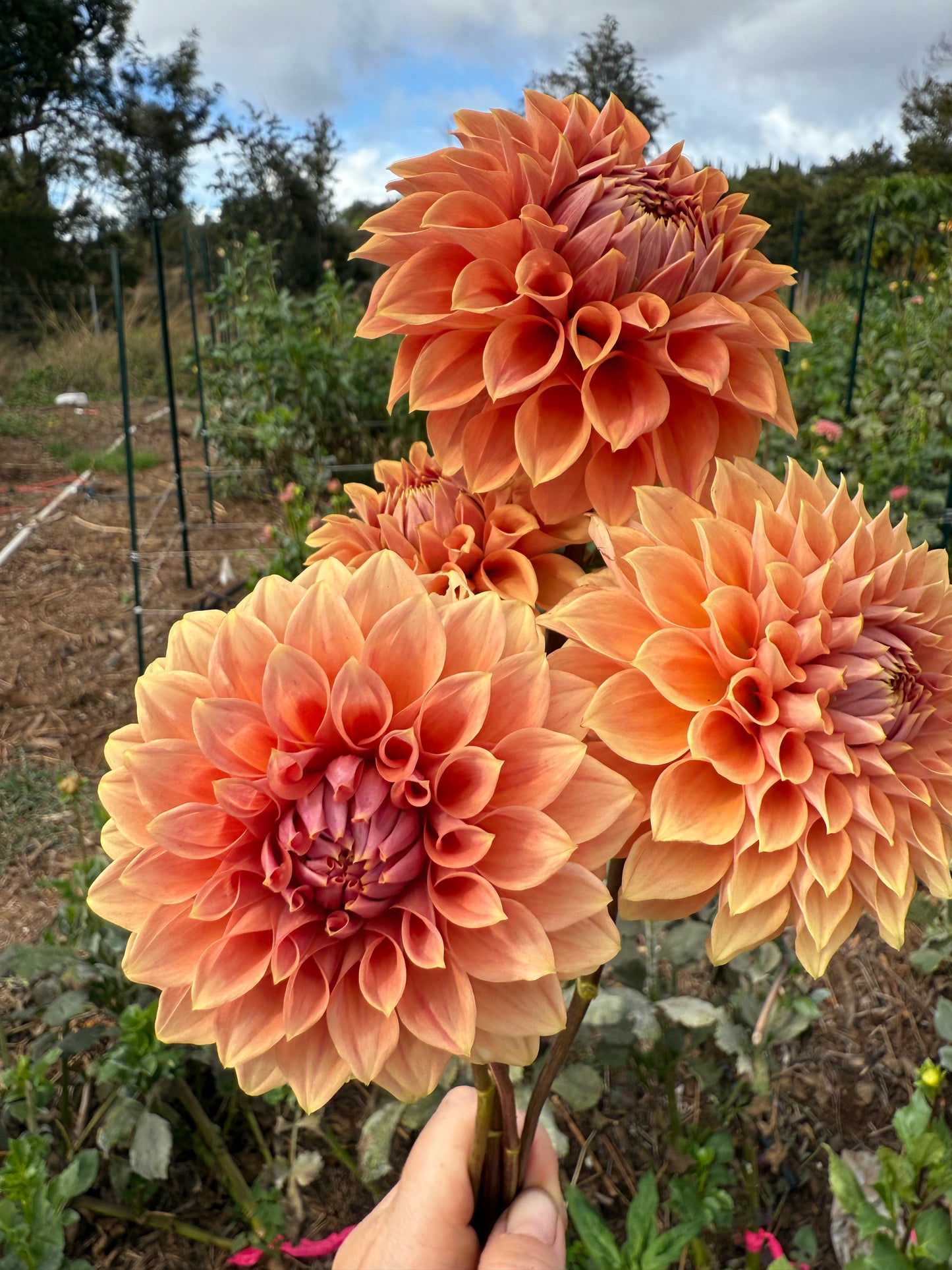 DAHLIA HY PATTI
