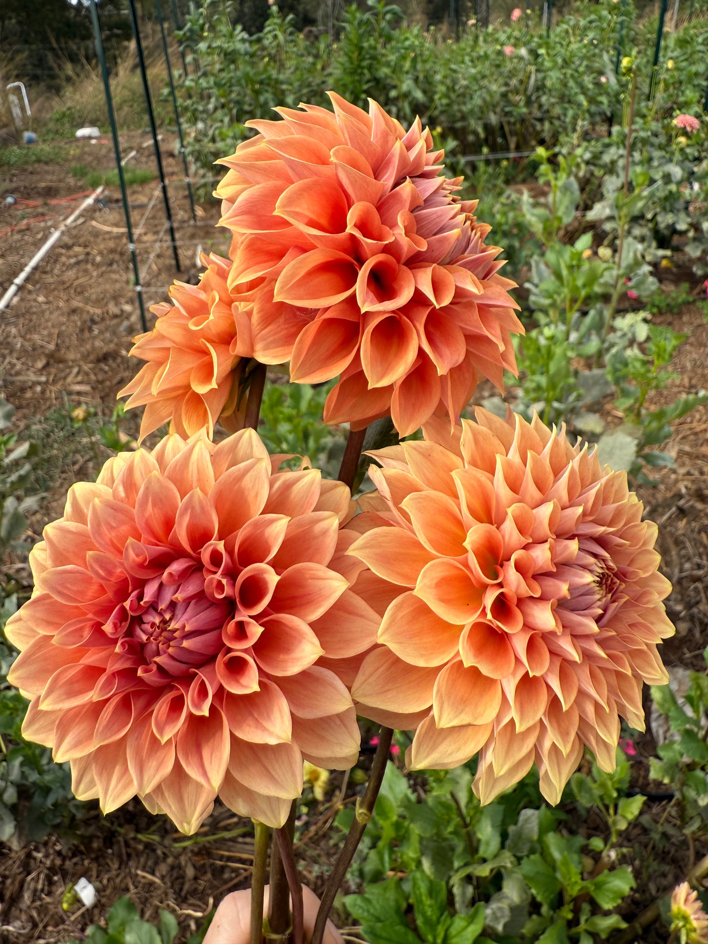 DAHLIA HY PATTI