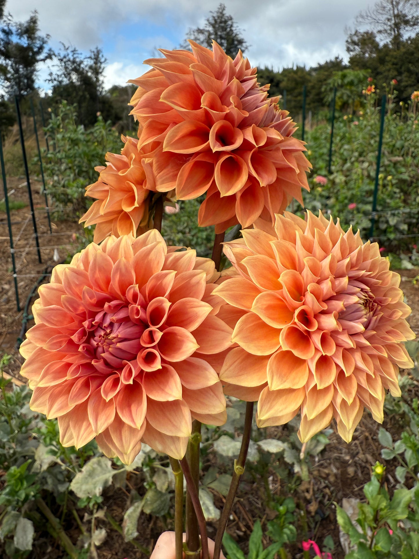 DAHLIA HY PATTI