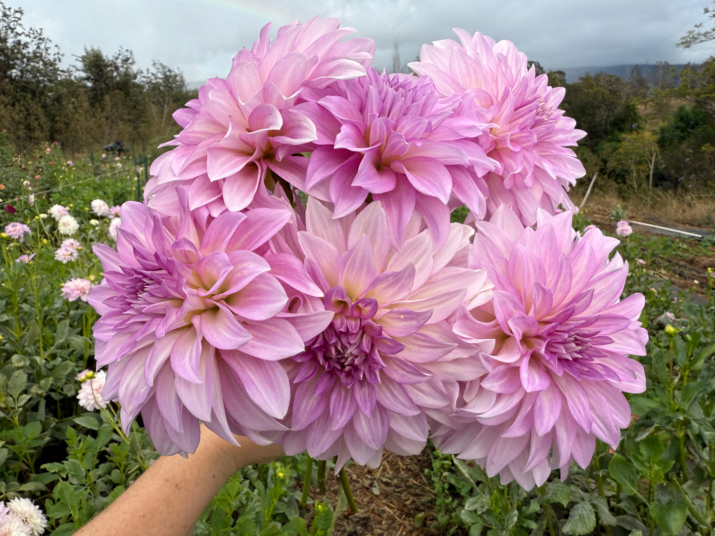 DAHLIA KDF LILAC CLOUDBURST