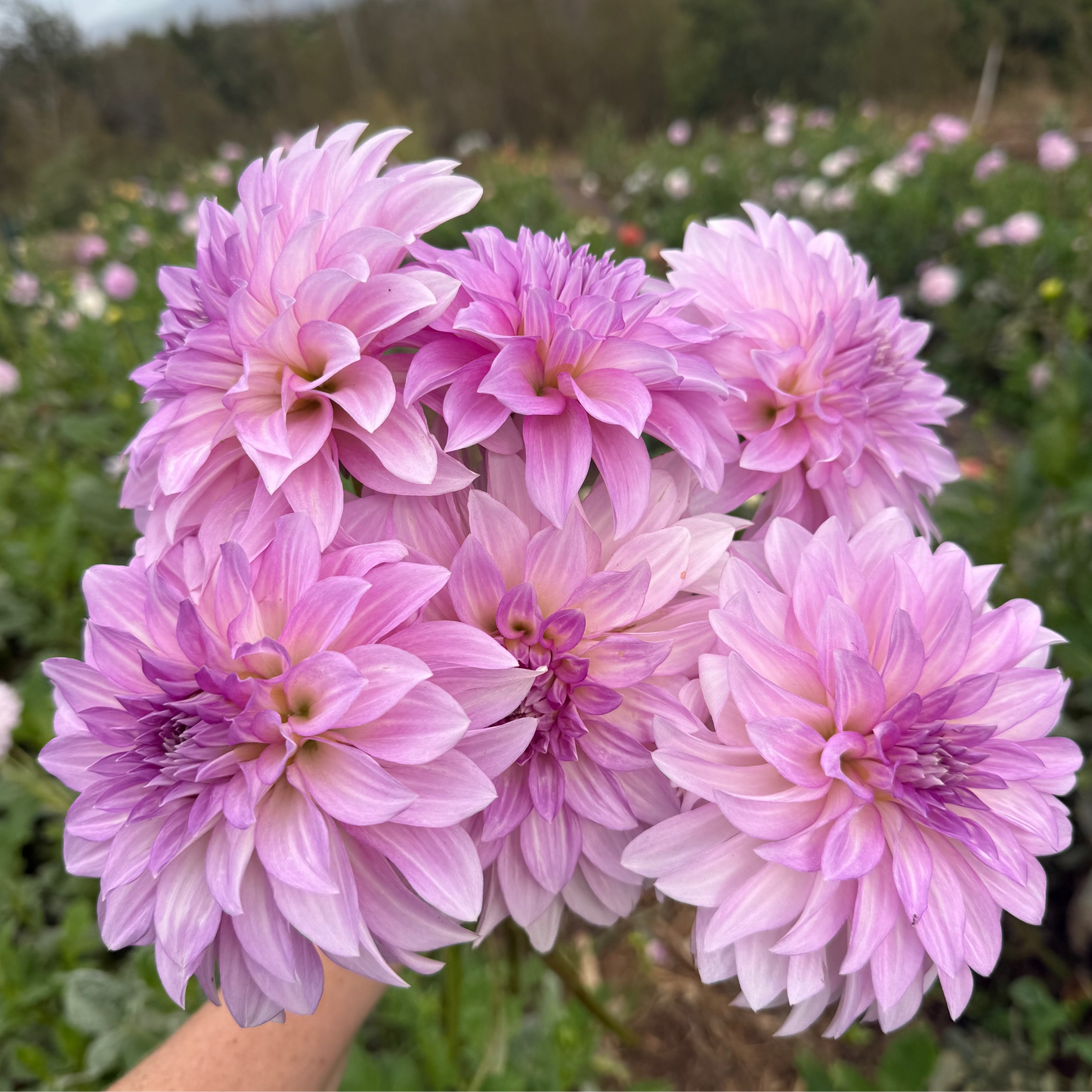 DAHLIA KDF LILAC CLOUDBURST