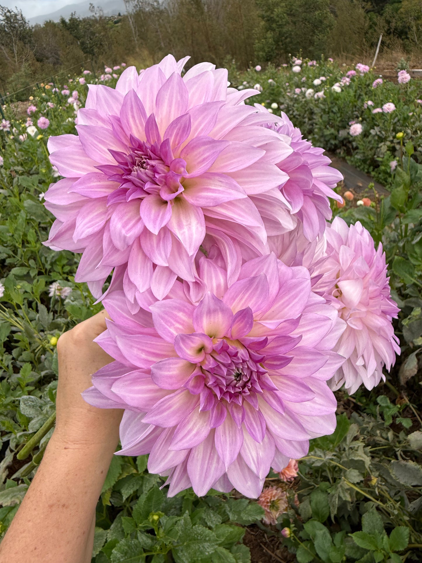 DAHLIA KDF LILAC CLOUDBURST