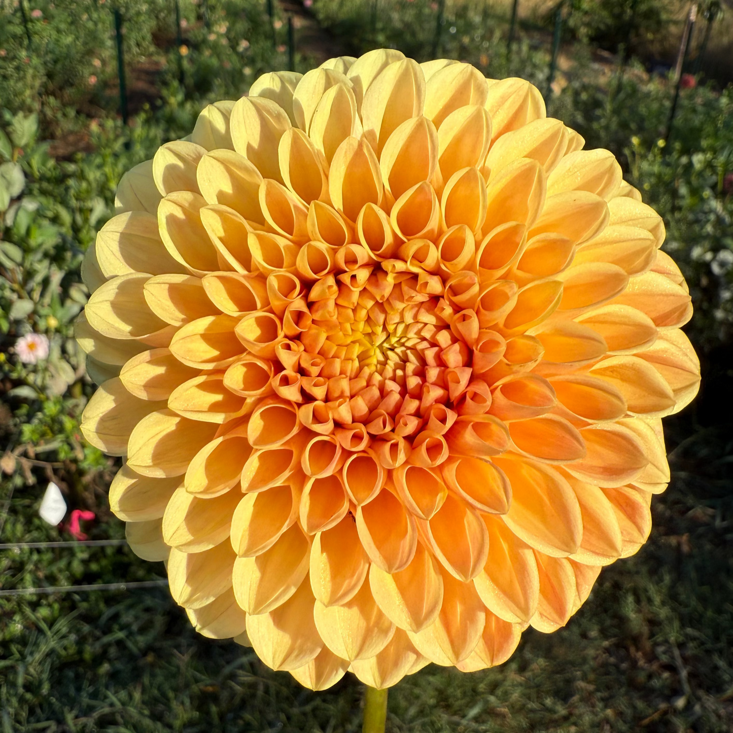 DAHLIA DARCY