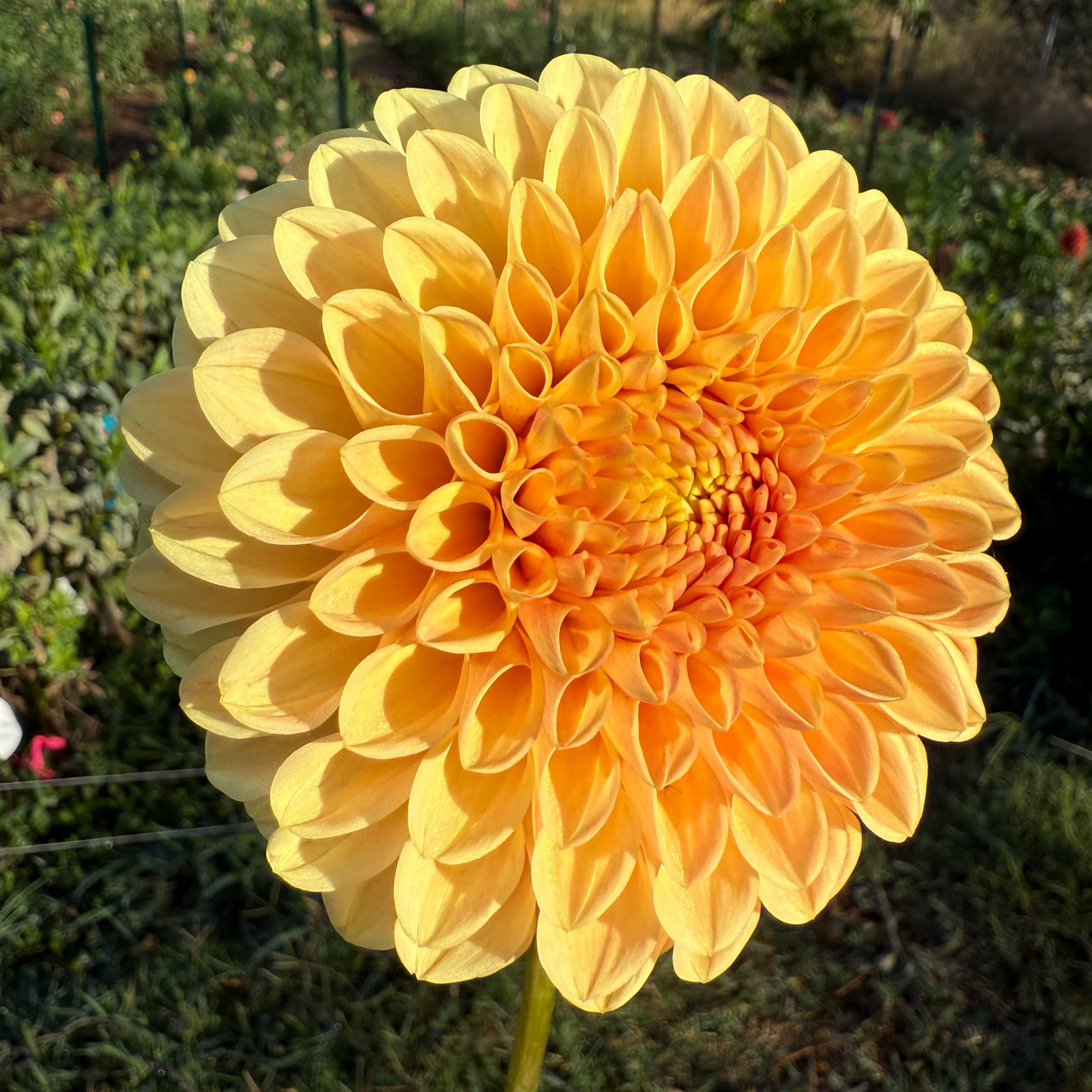 DAHLIA DARCY