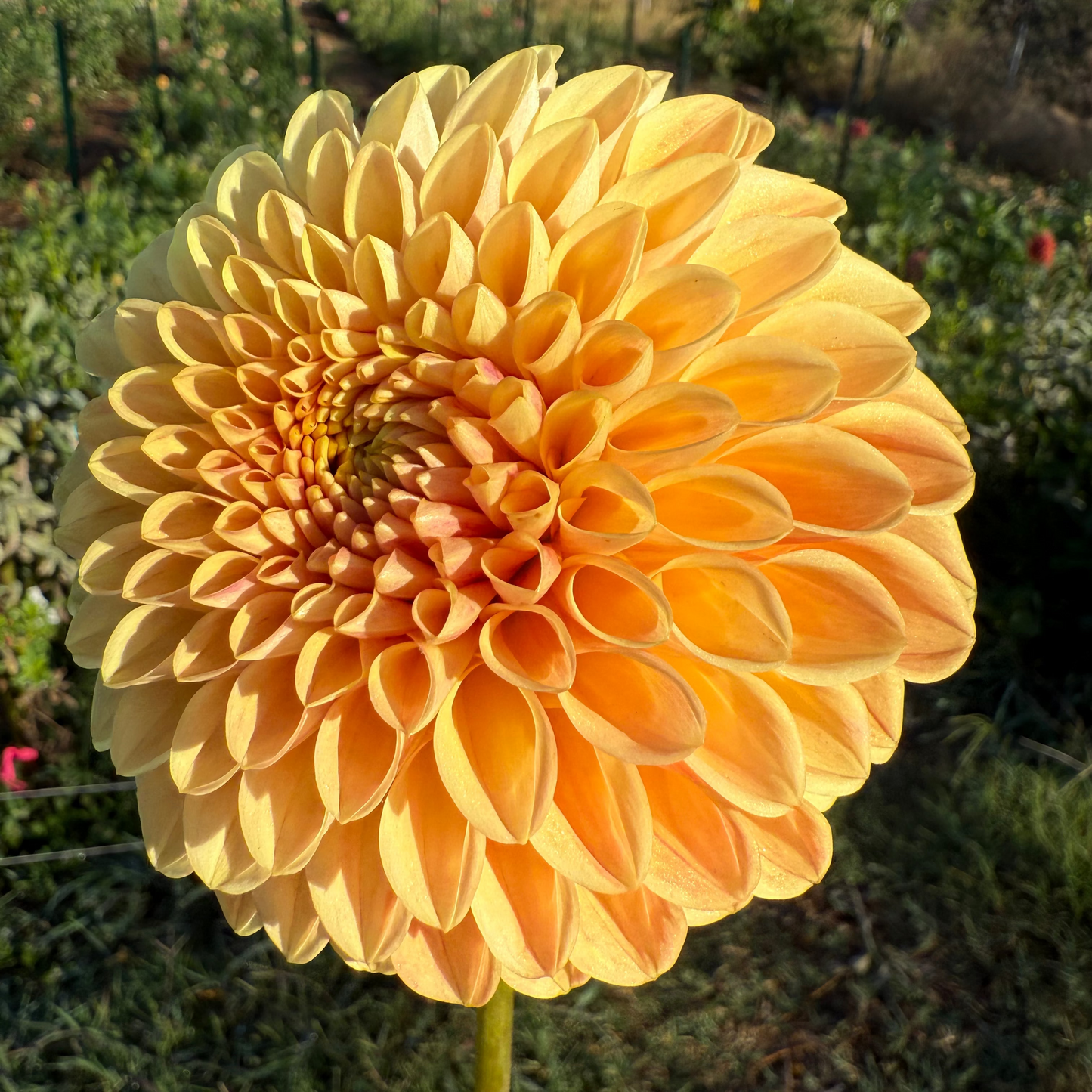 DAHLIA DARCY