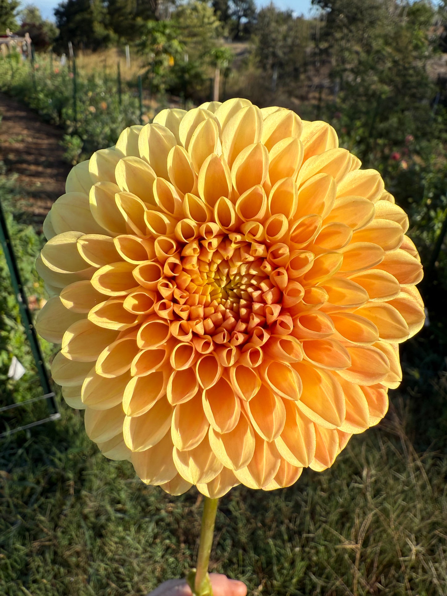 DAHLIA DARCY