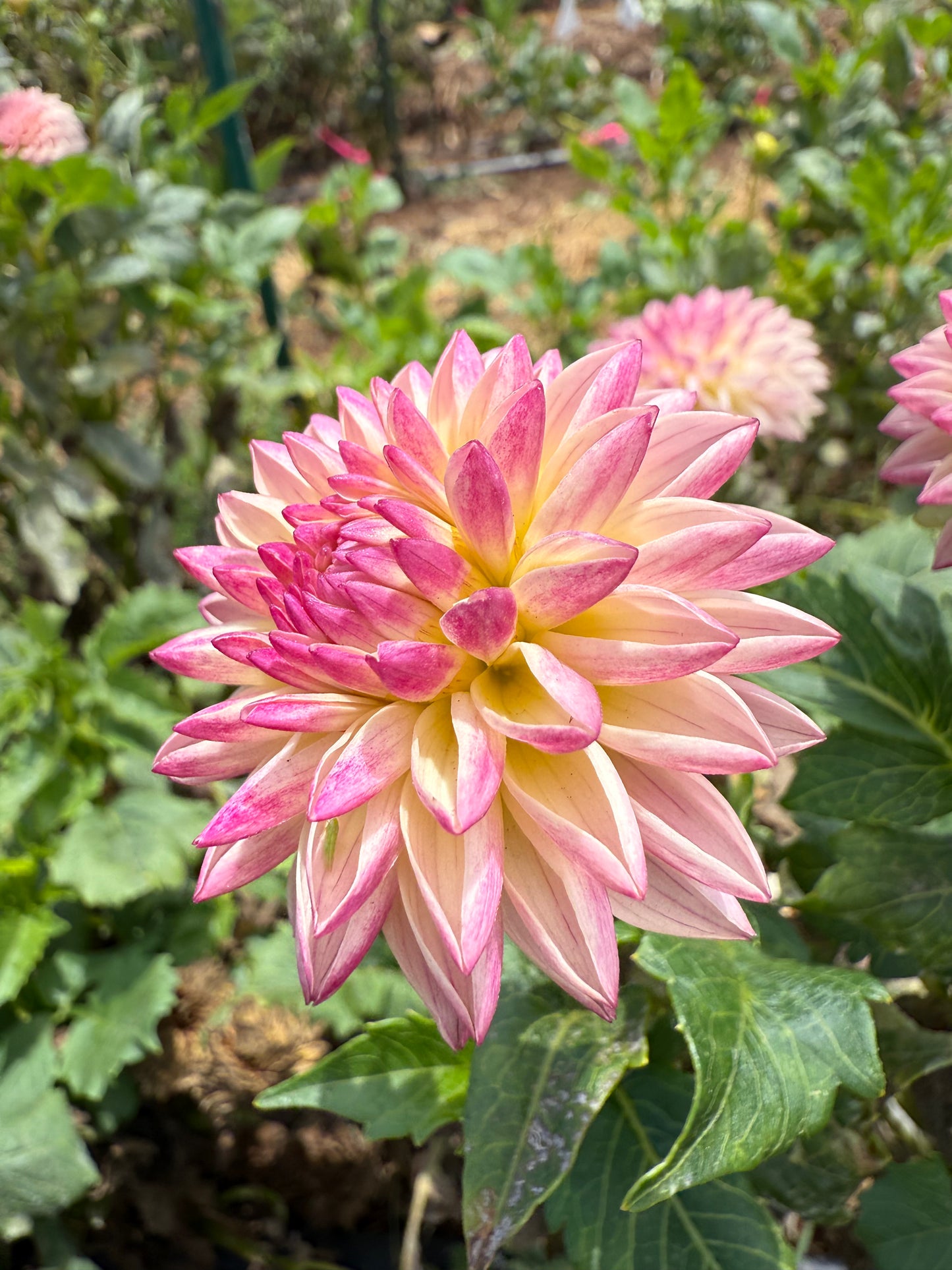 DAHLIA VALLEY PORCUPINE