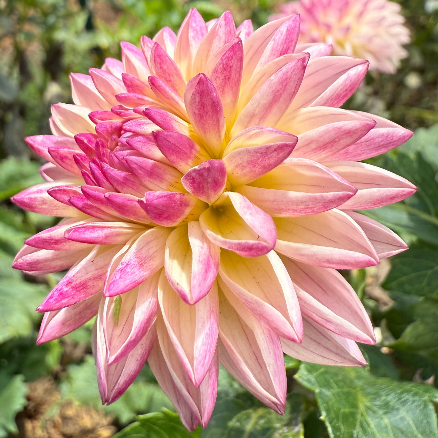 DAHLIA VALLEY PORCUPINE