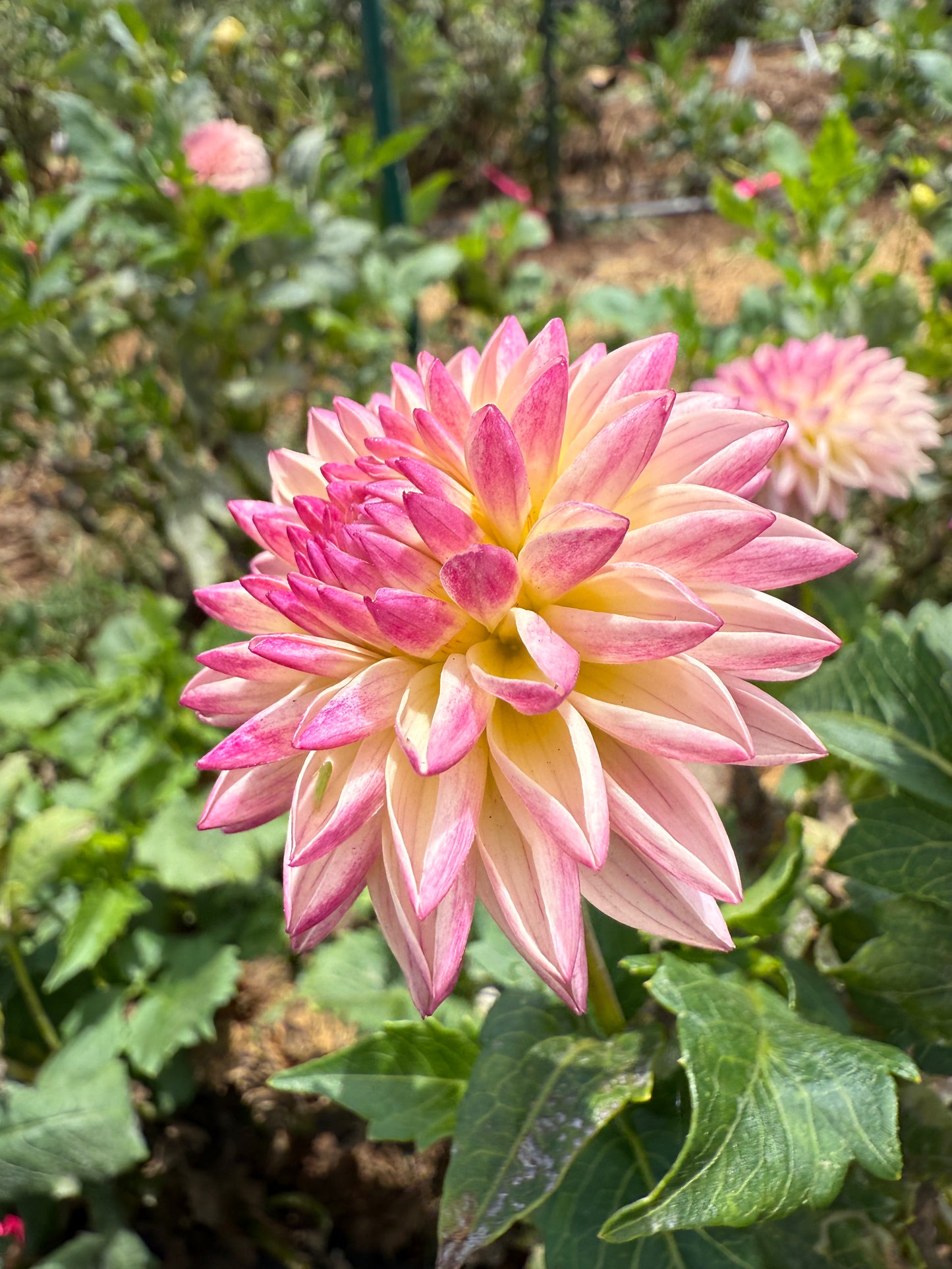 DAHLIA VALLEY PORCUPINE