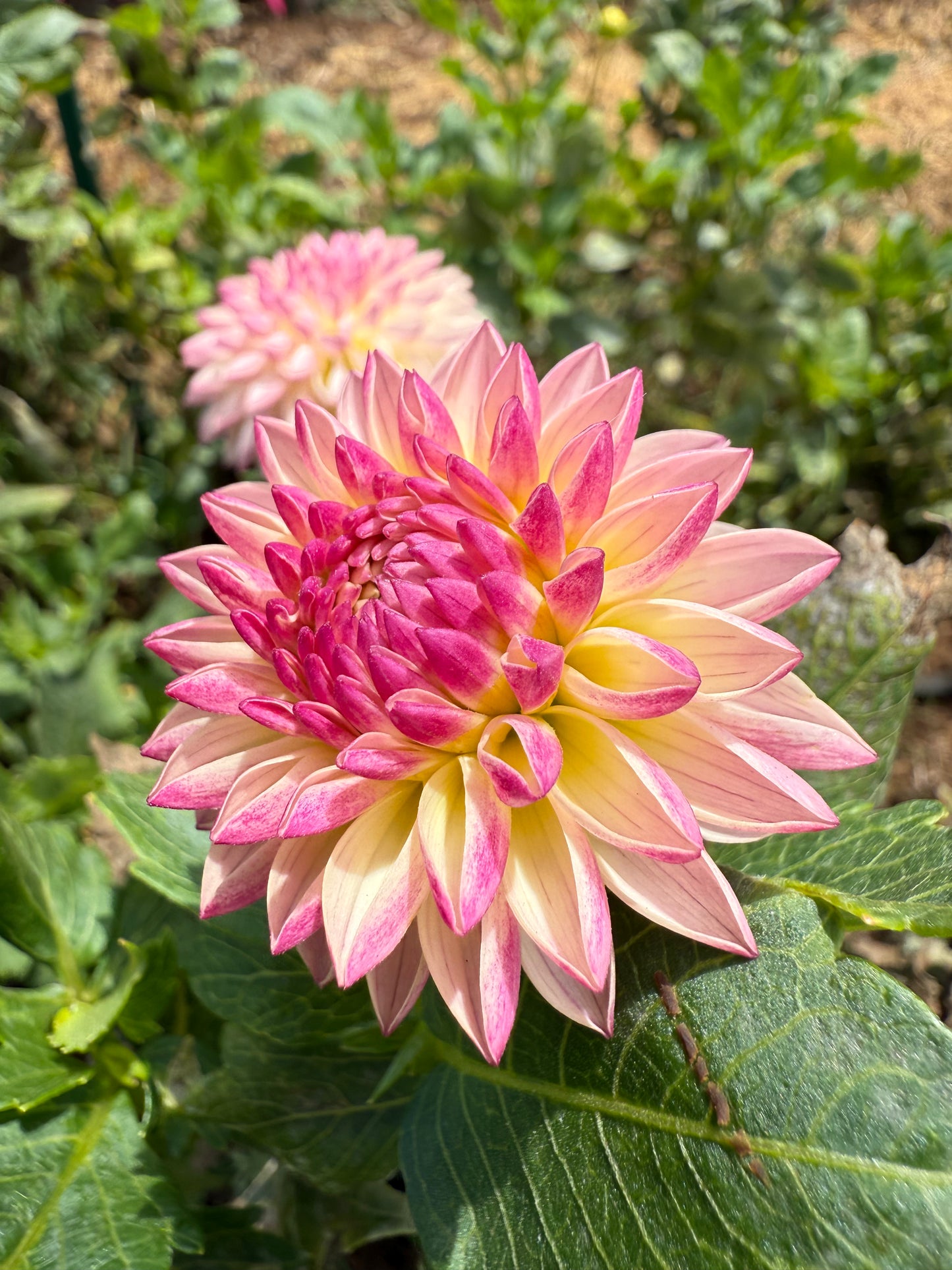 DAHLIA VALLEY PORCUPINE