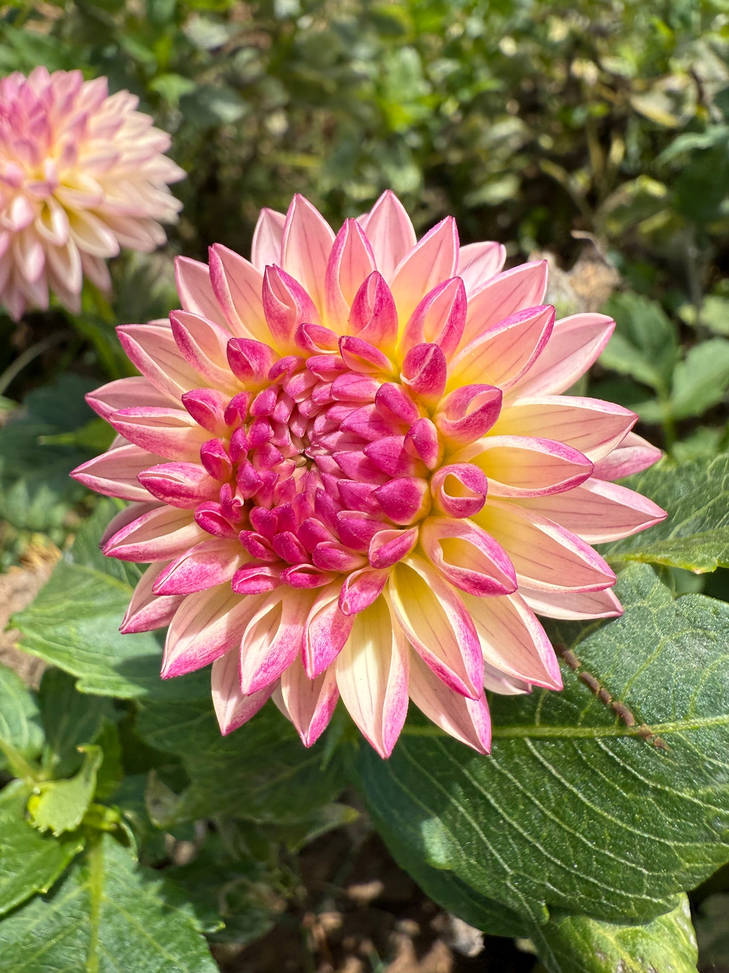 DAHLIA VALLEY PORCUPINE