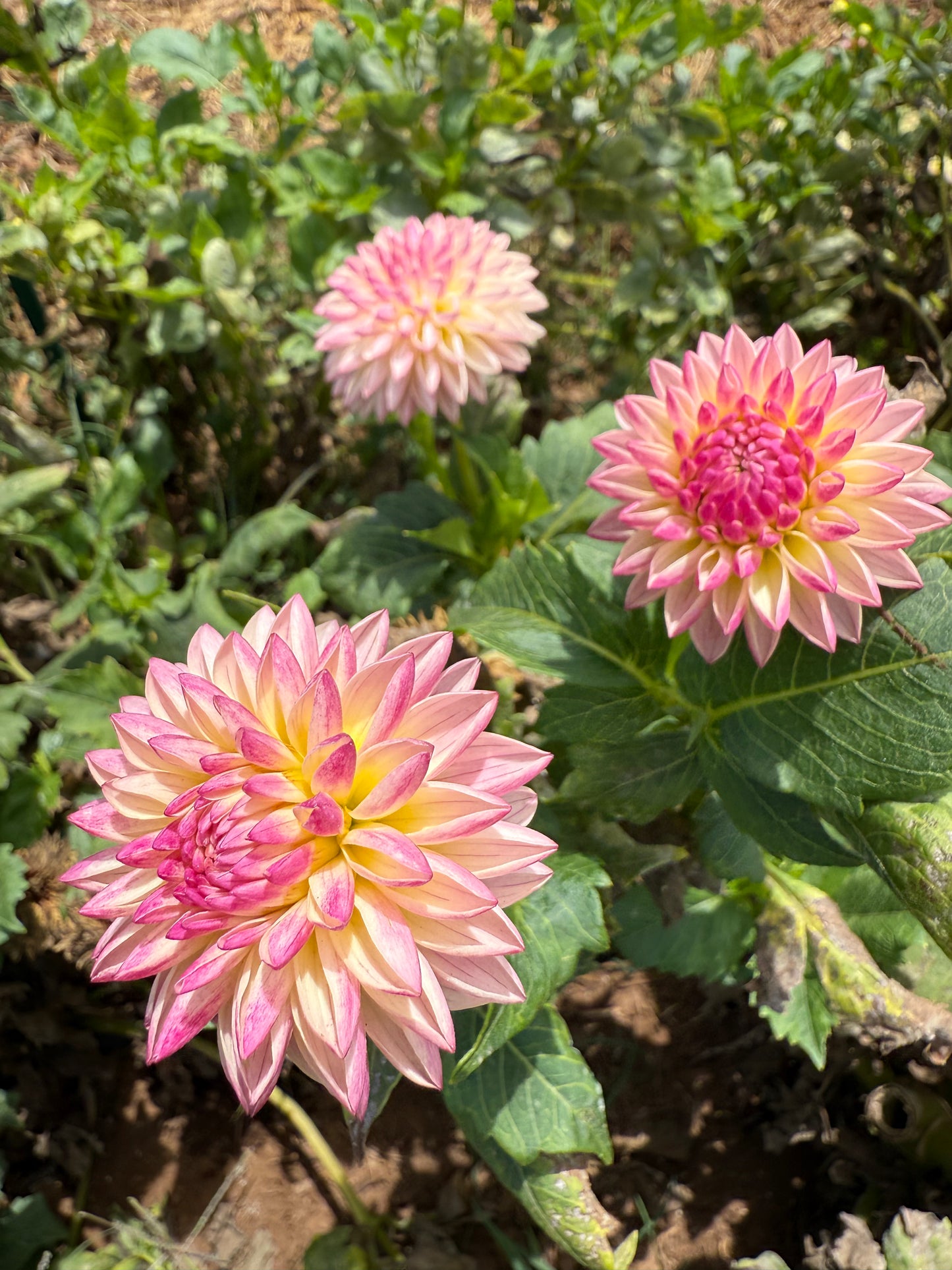 DAHLIA VALLEY PORCUPINE