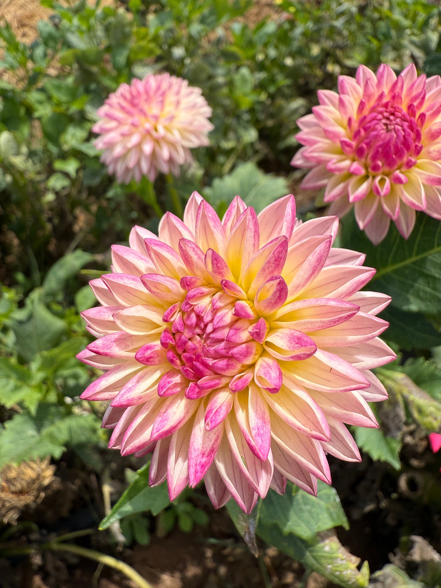 DAHLIA VALLEY PORCUPINE