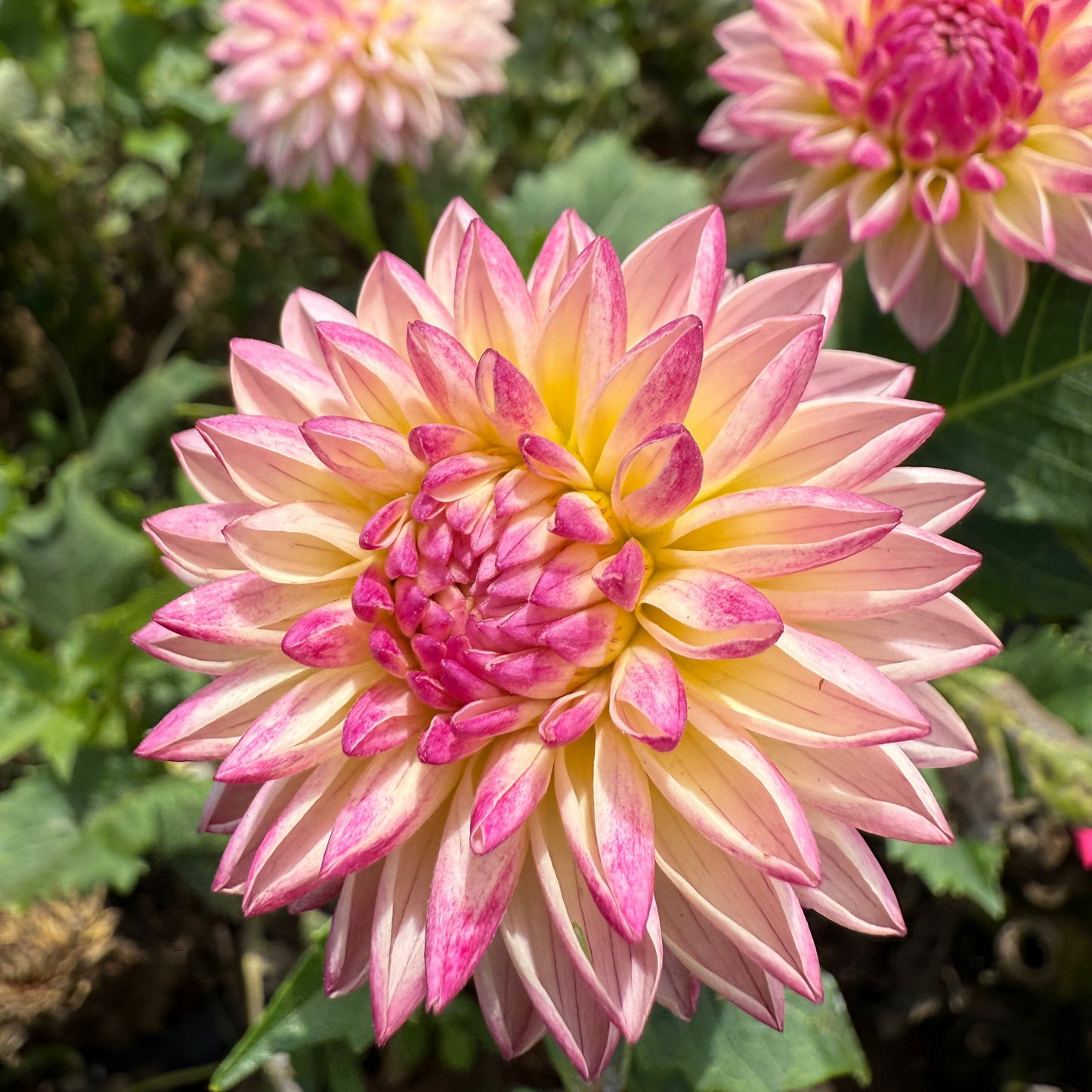 DAHLIA VALLEY PORCUPINE