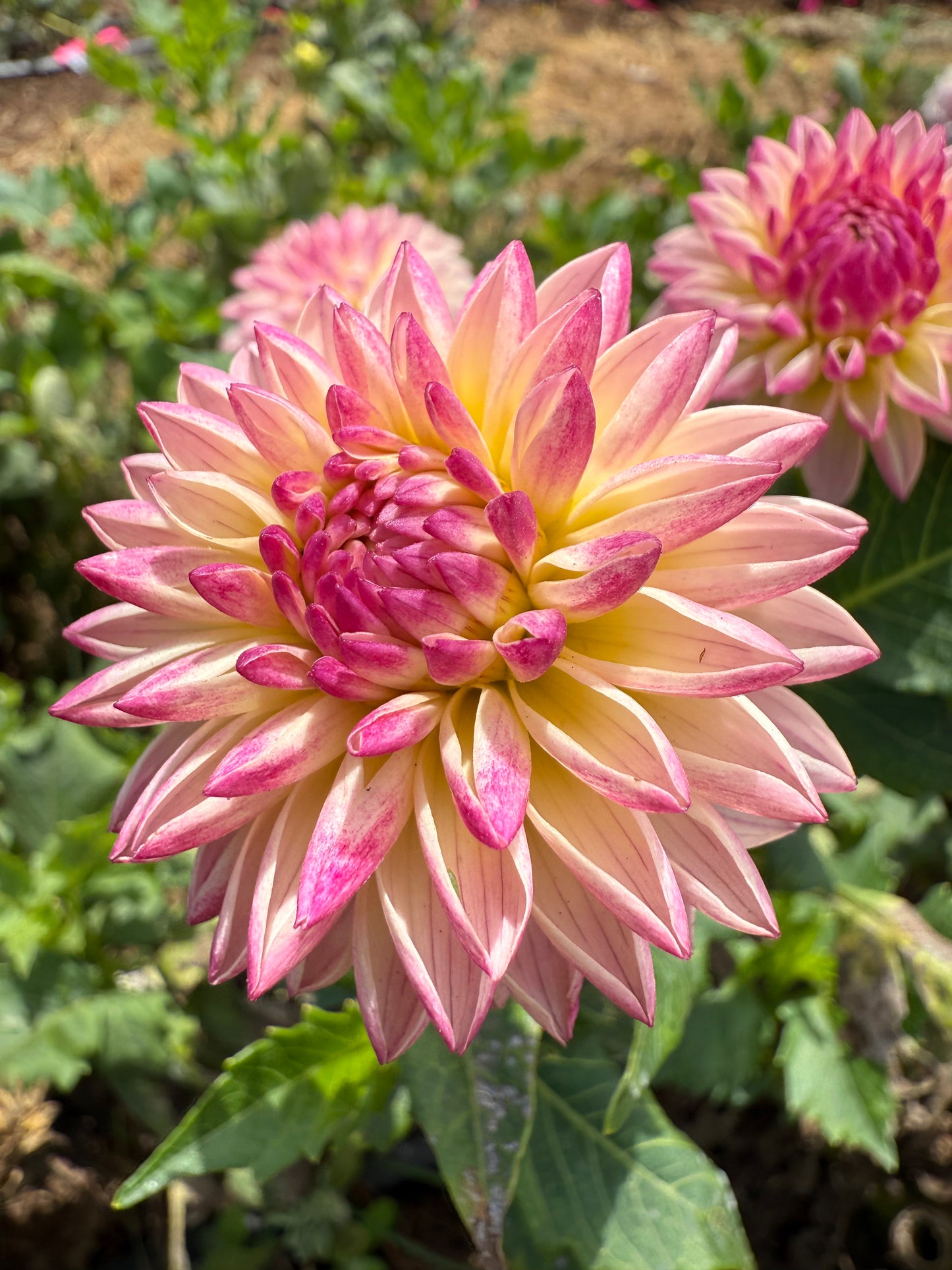 DAHLIA VALLEY PORCUPINE