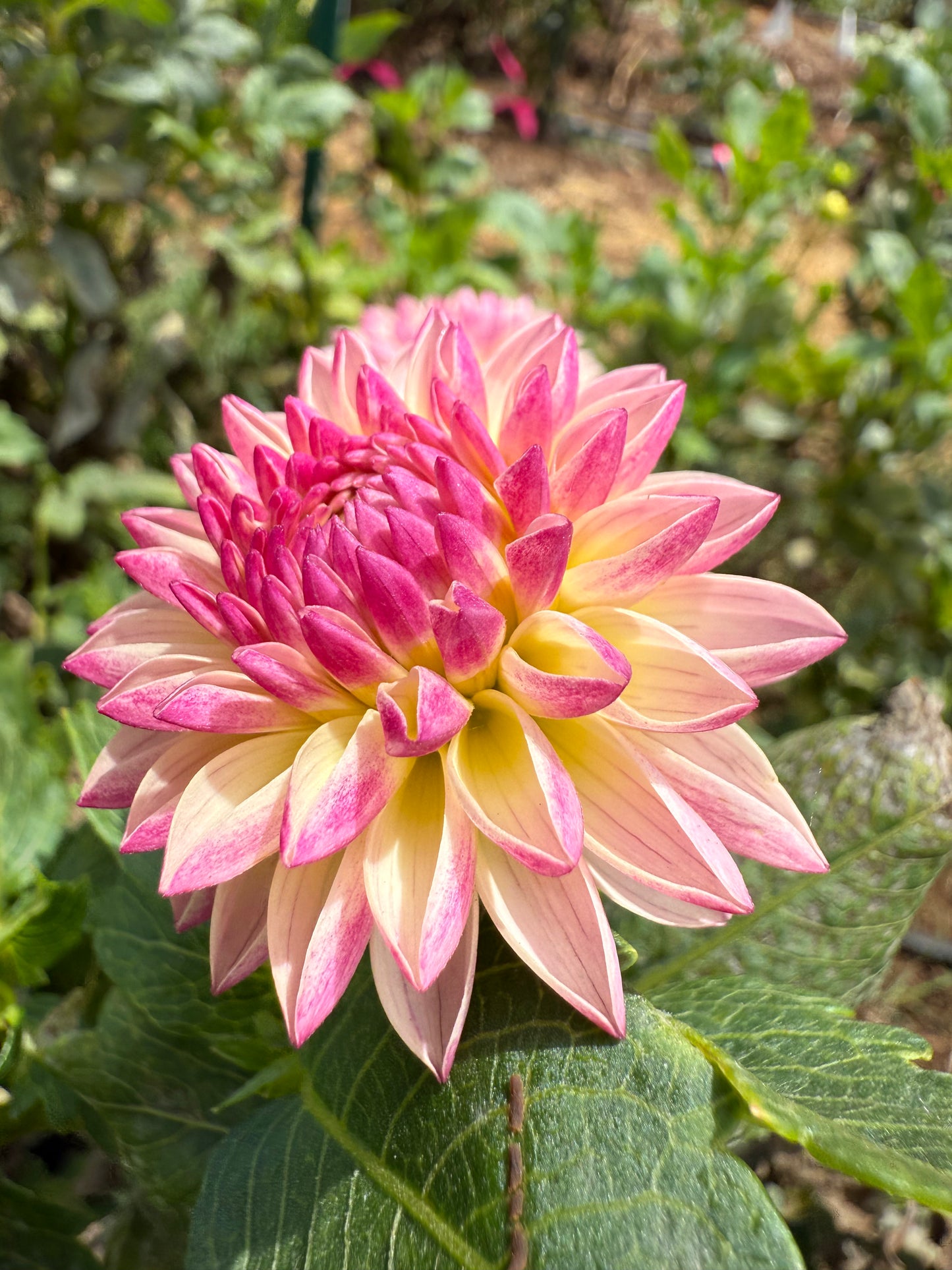 DAHLIA VALLEY PORCUPINE