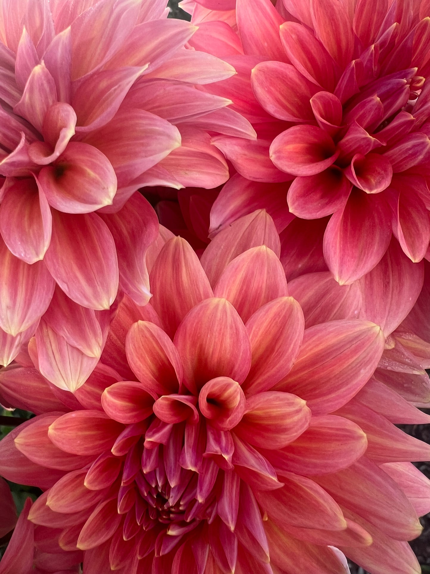 DAHLIA CONNECTICUT CORAL