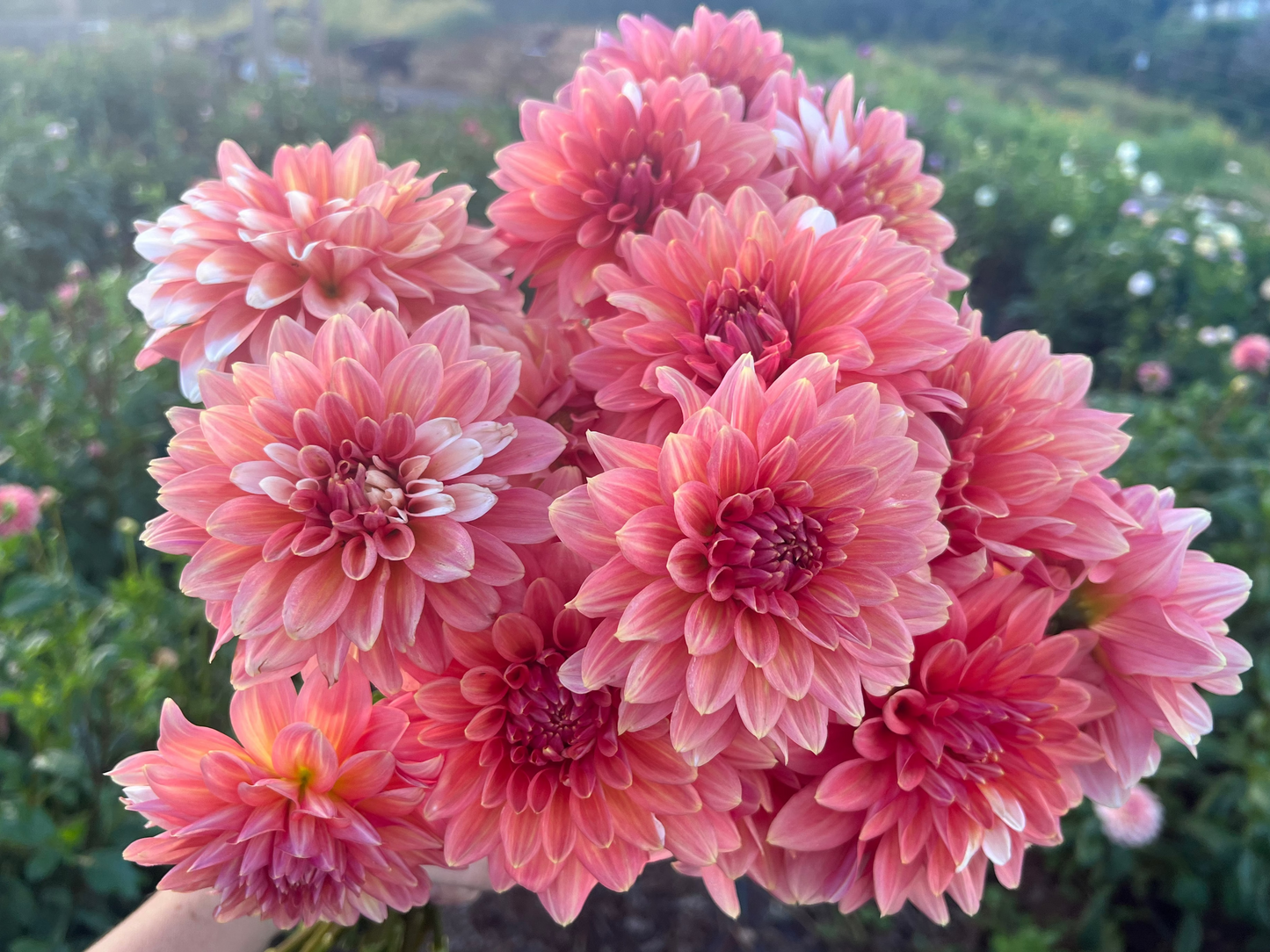 DAHLIA CONNECTICUT CORAL