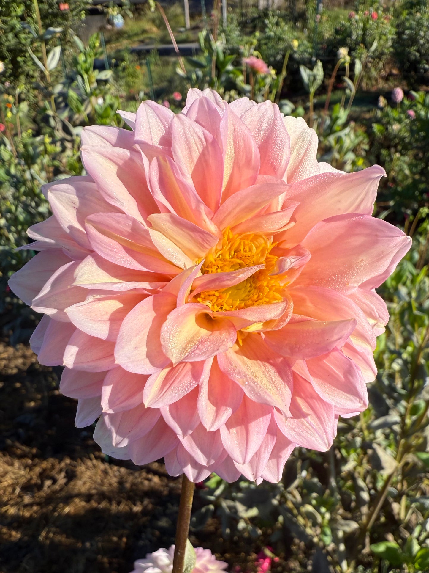 DAHLIA WESTERTON JHW