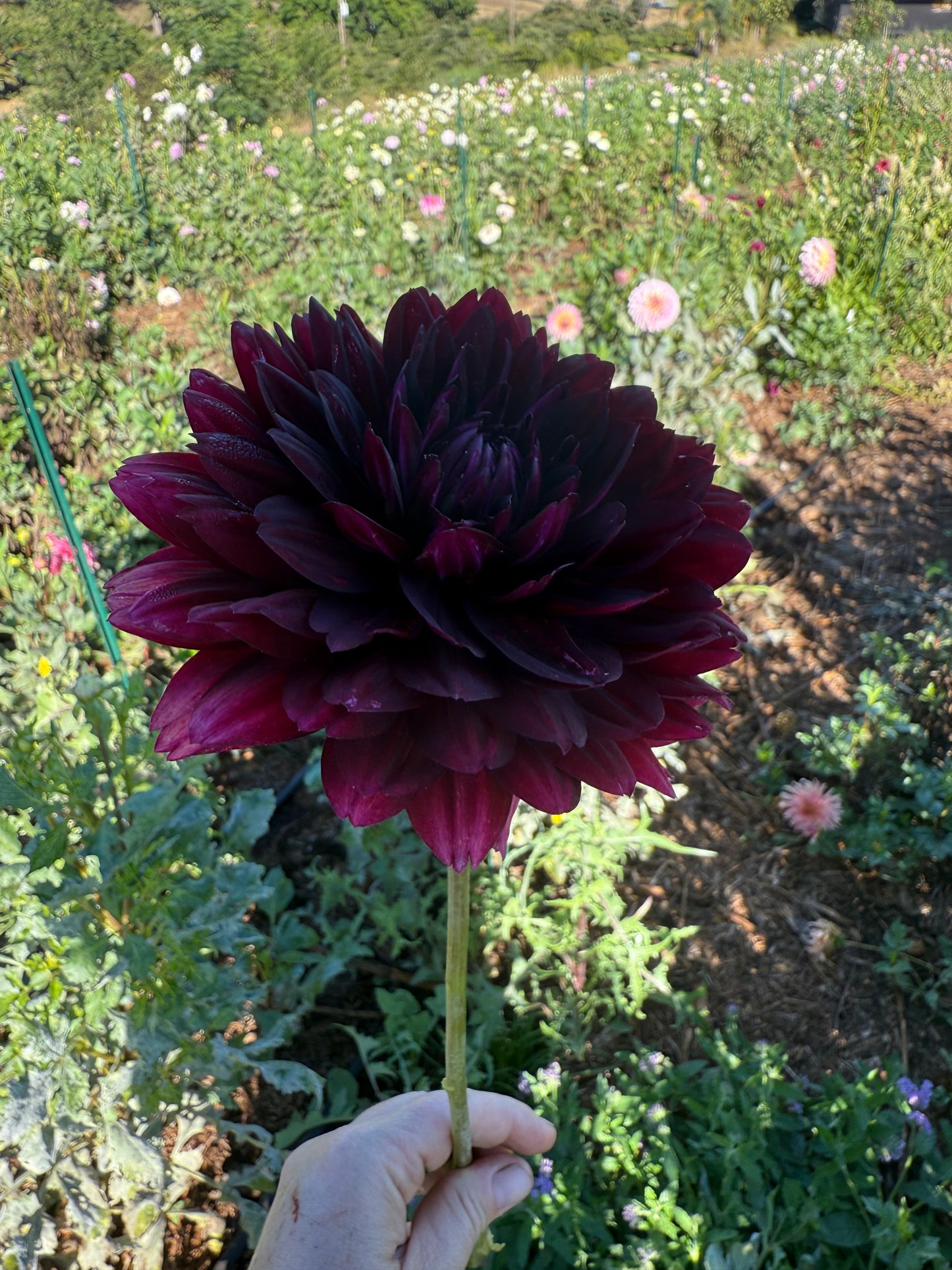 DAHLIA HOLLYHILL BLACK WIDOW