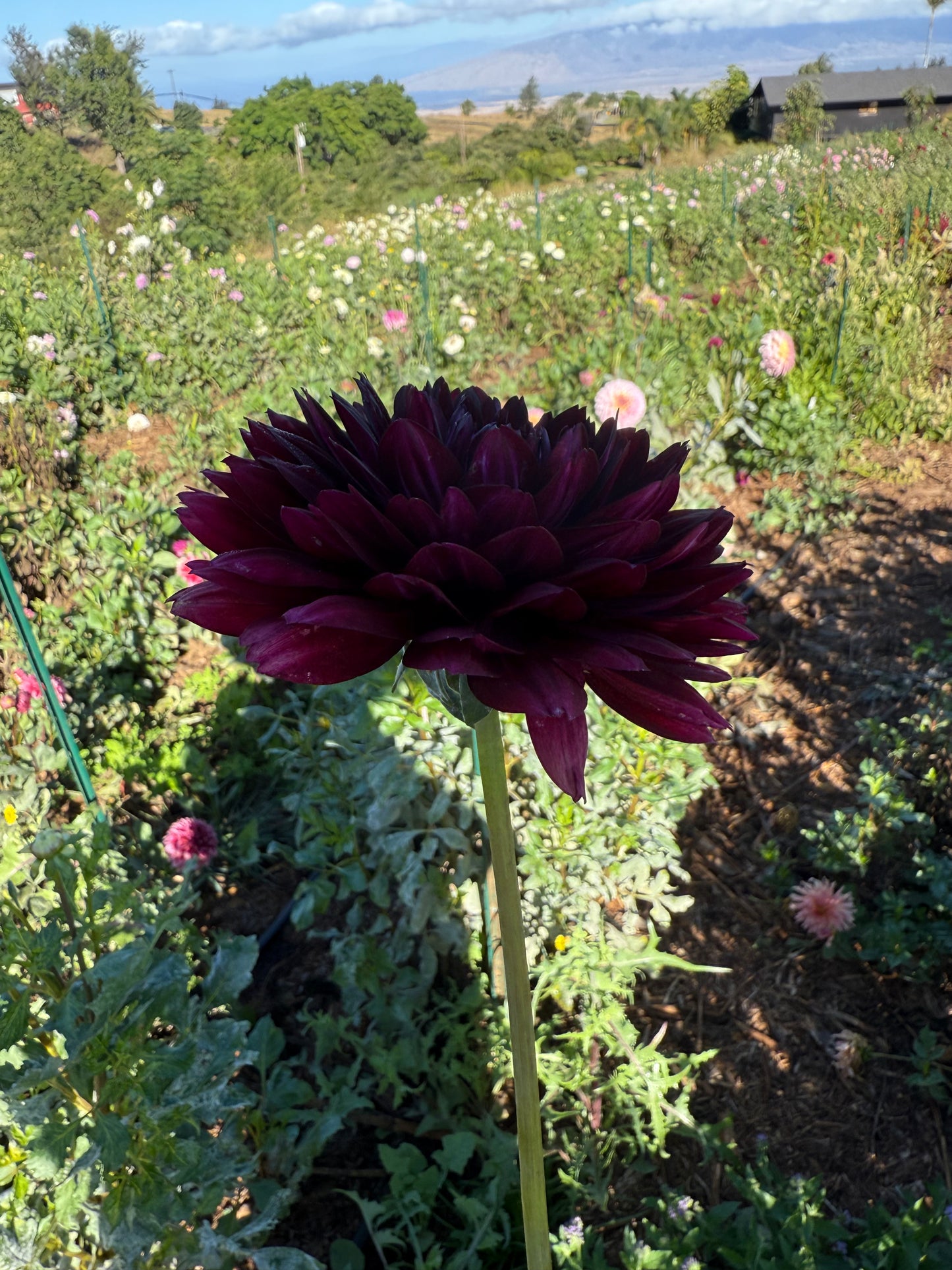 DAHLIA HOLLYHILL BLACK WIDOW
