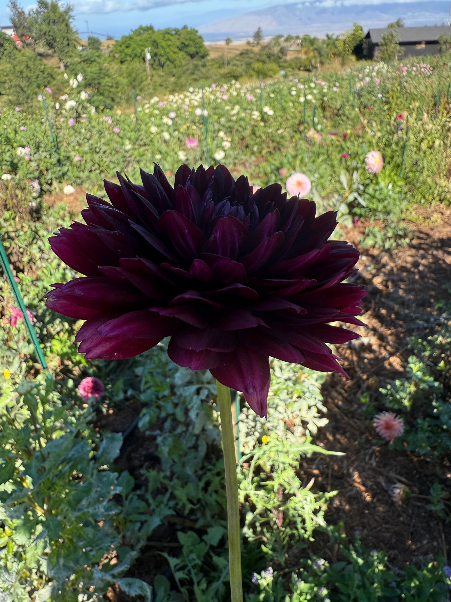 DAHLIA HOLLYHILL BLACK WIDOW
