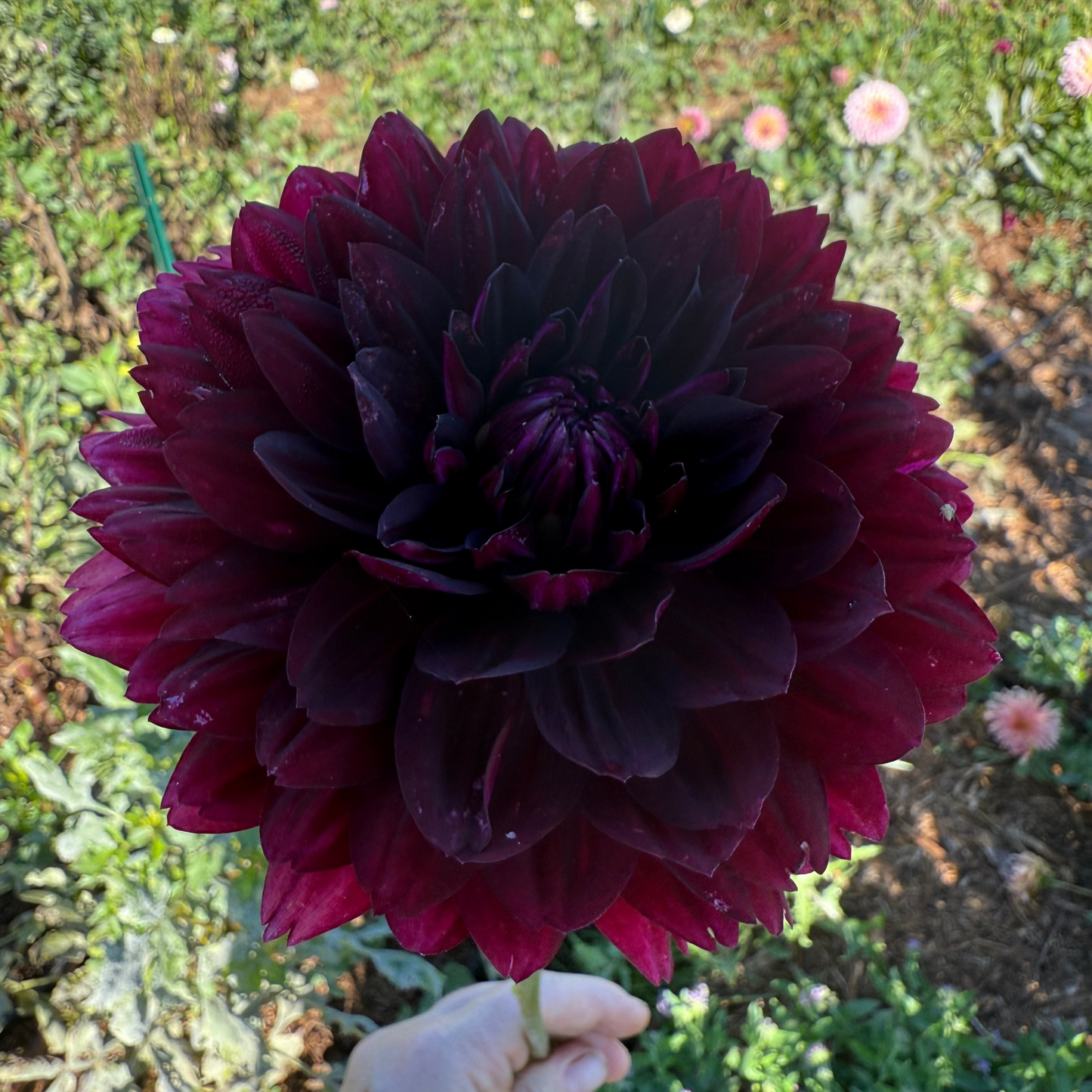 DAHLIA HOLLYHILL BLACK WIDOW