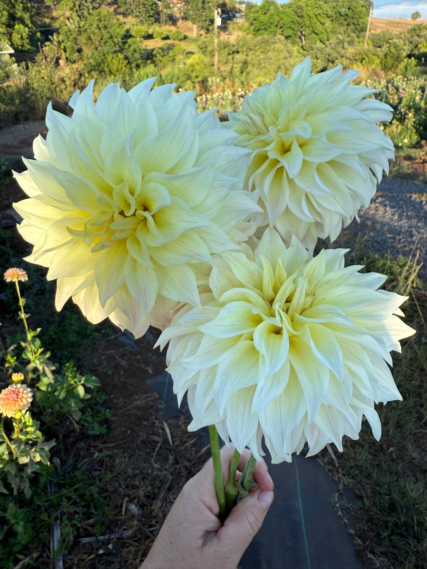 DAHLIA BLOOMQUIST CREAM