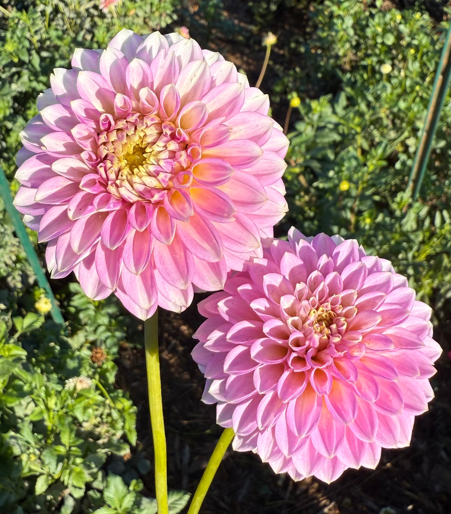 DAHLIA SKIPLEY SPOT OF GOLD