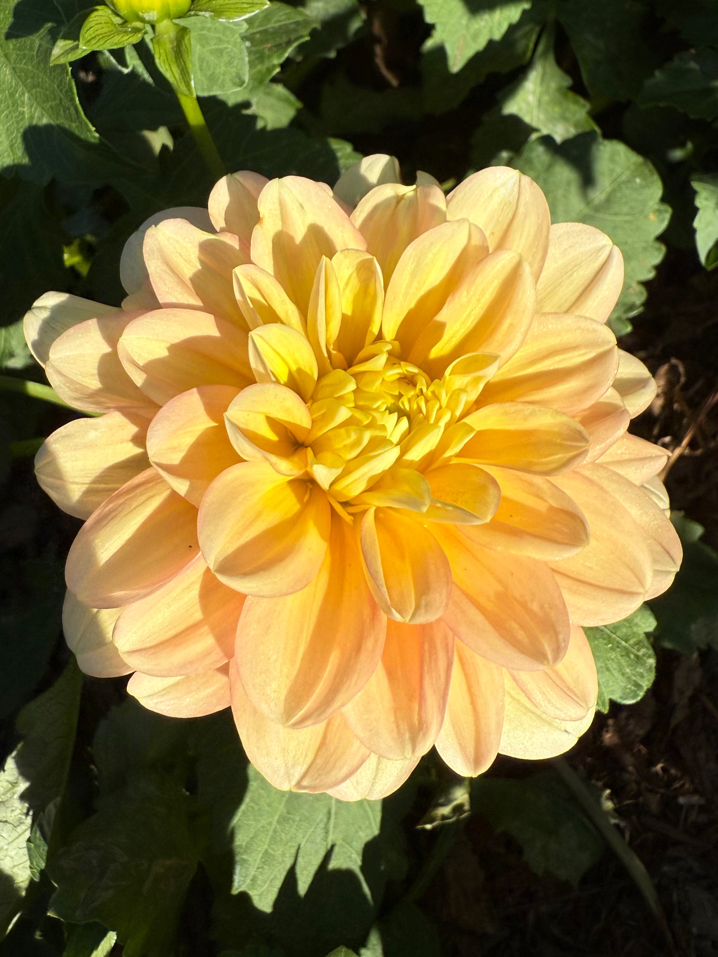 DAHLIA YELNO HARMONY