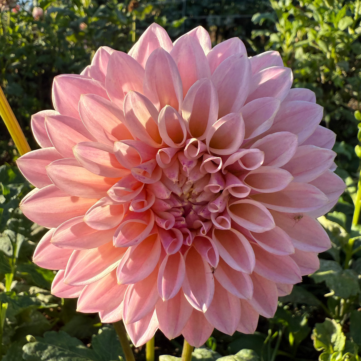 DAHLIA CORALIE