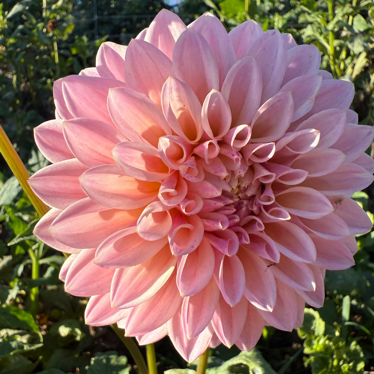 DAHLIA CORALIE