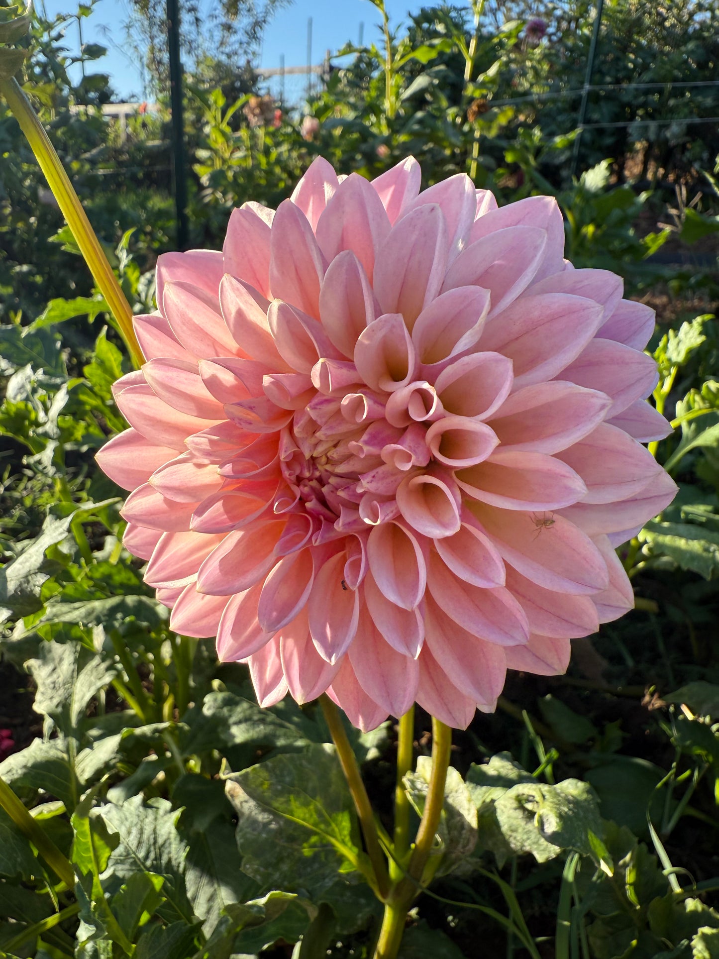 DAHLIA CORALIE