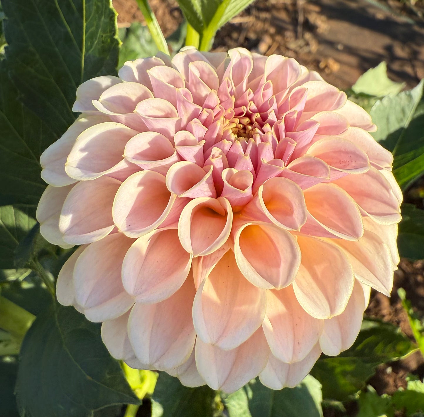 DAHLIA KA CINDER ROSE