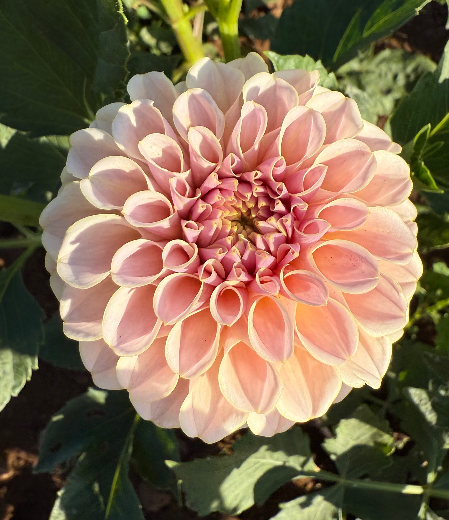 DAHLIA KA CINDER ROSE
