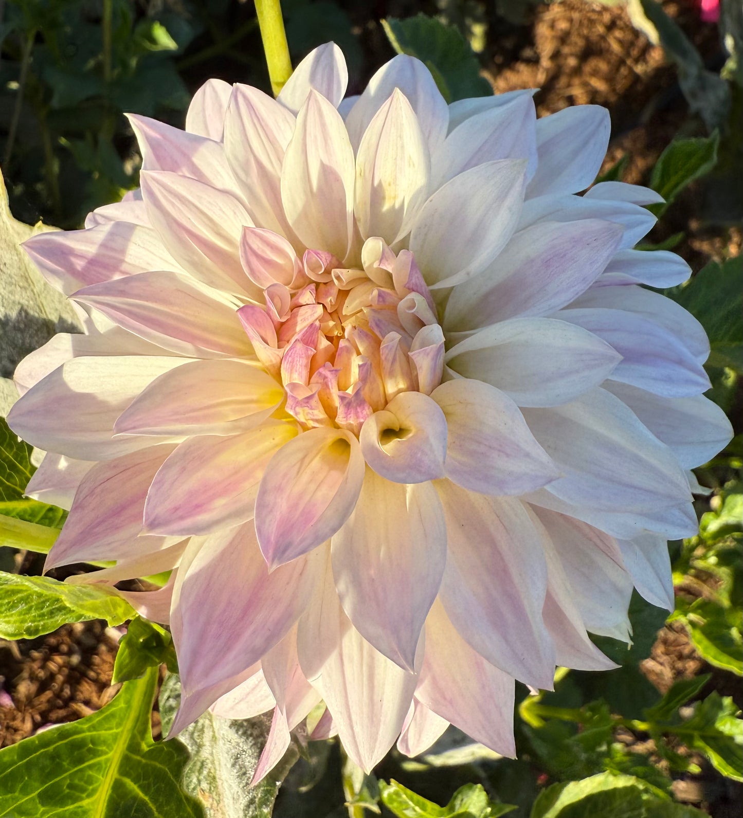 DAHLIA BLOOMQUIST COMPARE