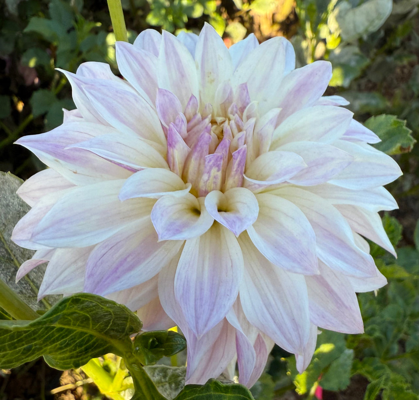 DAHLIA BLOOMQUIST COMPARE