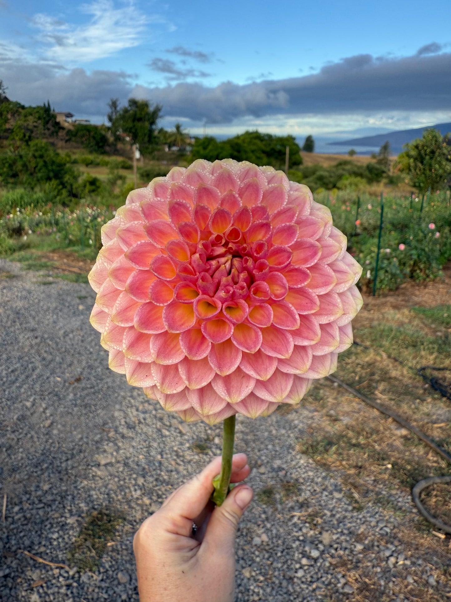 DAHLIA 20TH AVE SOFTER PEACH