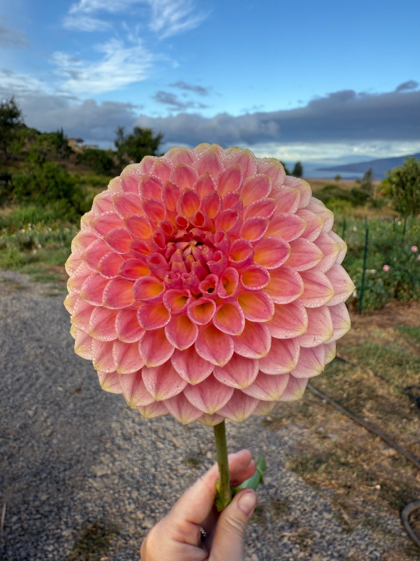 DAHLIA 20TH AVE SOFTER PEACH