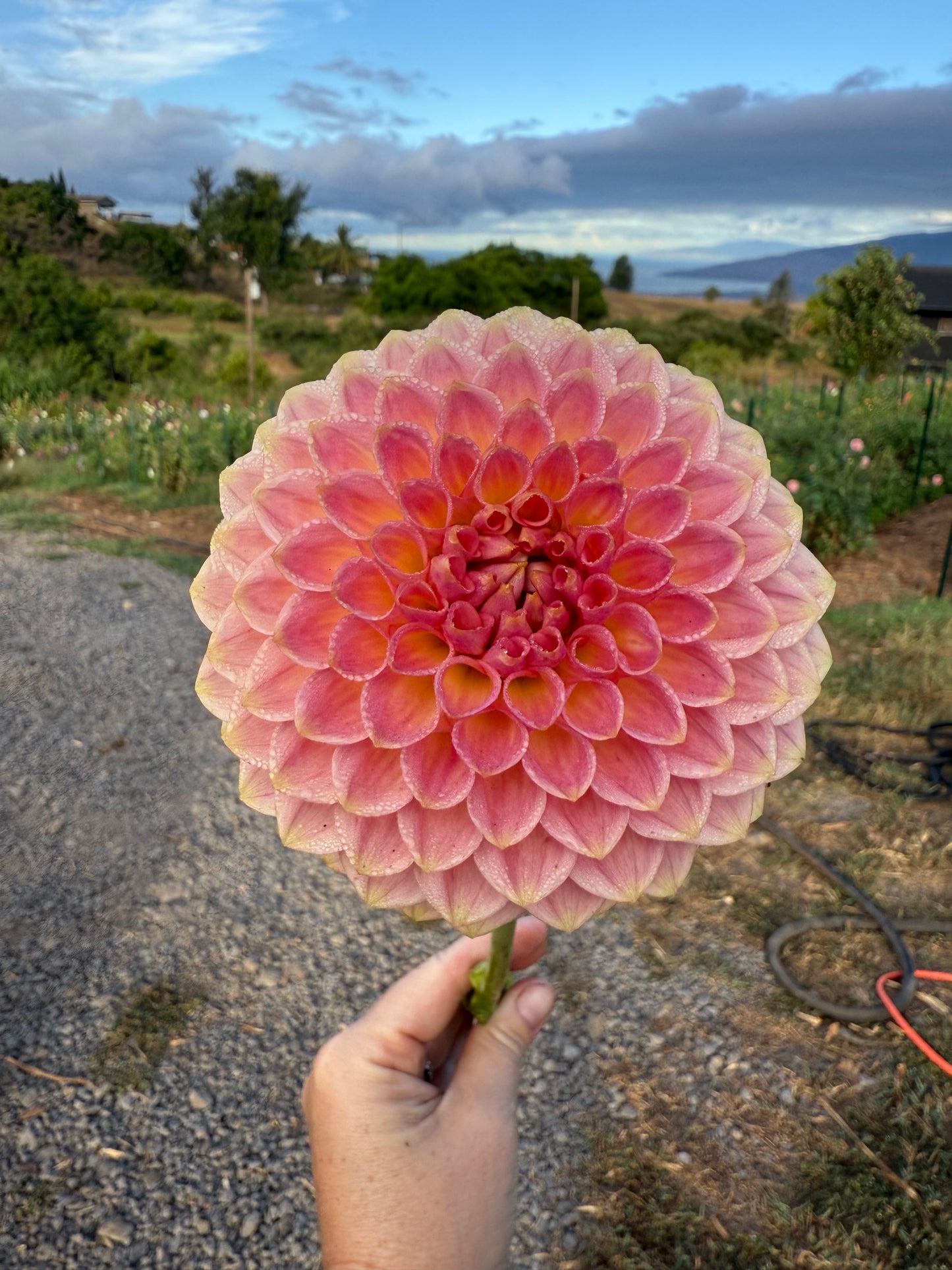 DAHLIA 20TH AVE SOFTER PEACH
