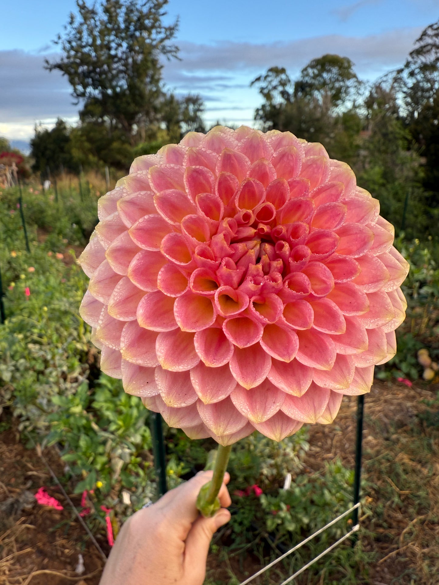 DAHLIA 20TH AVE SOFTER PEACH