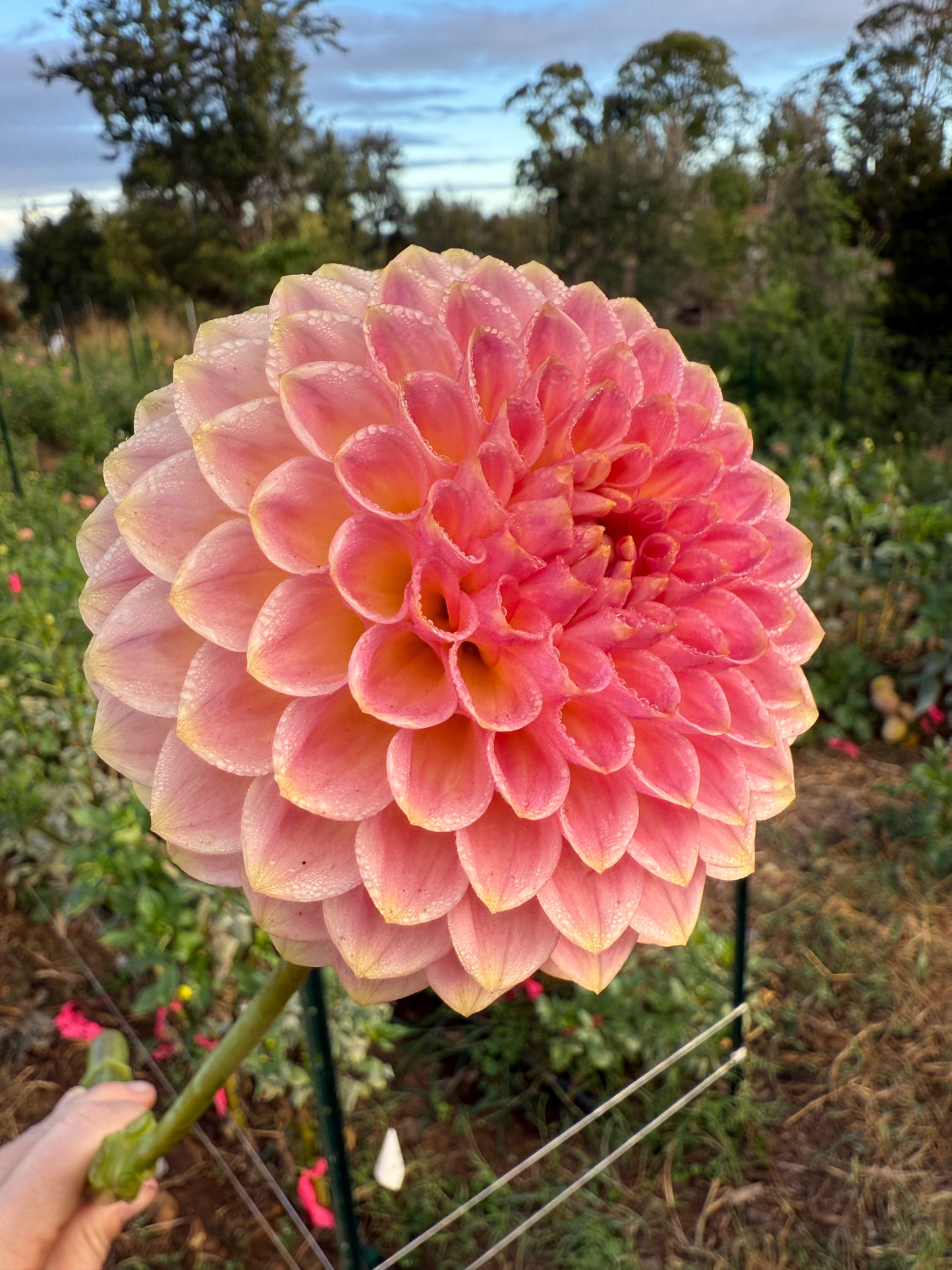 DAHLIA 20TH AVE SOFTER PEACH