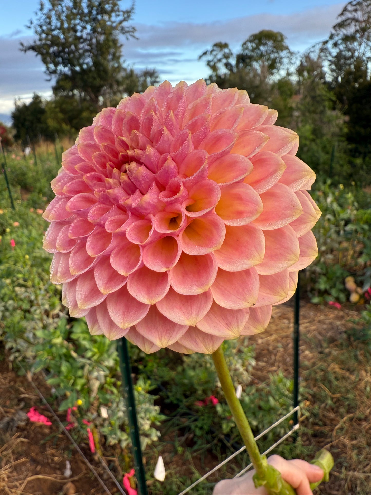 DAHLIA 20TH AVE SOFTER PEACH