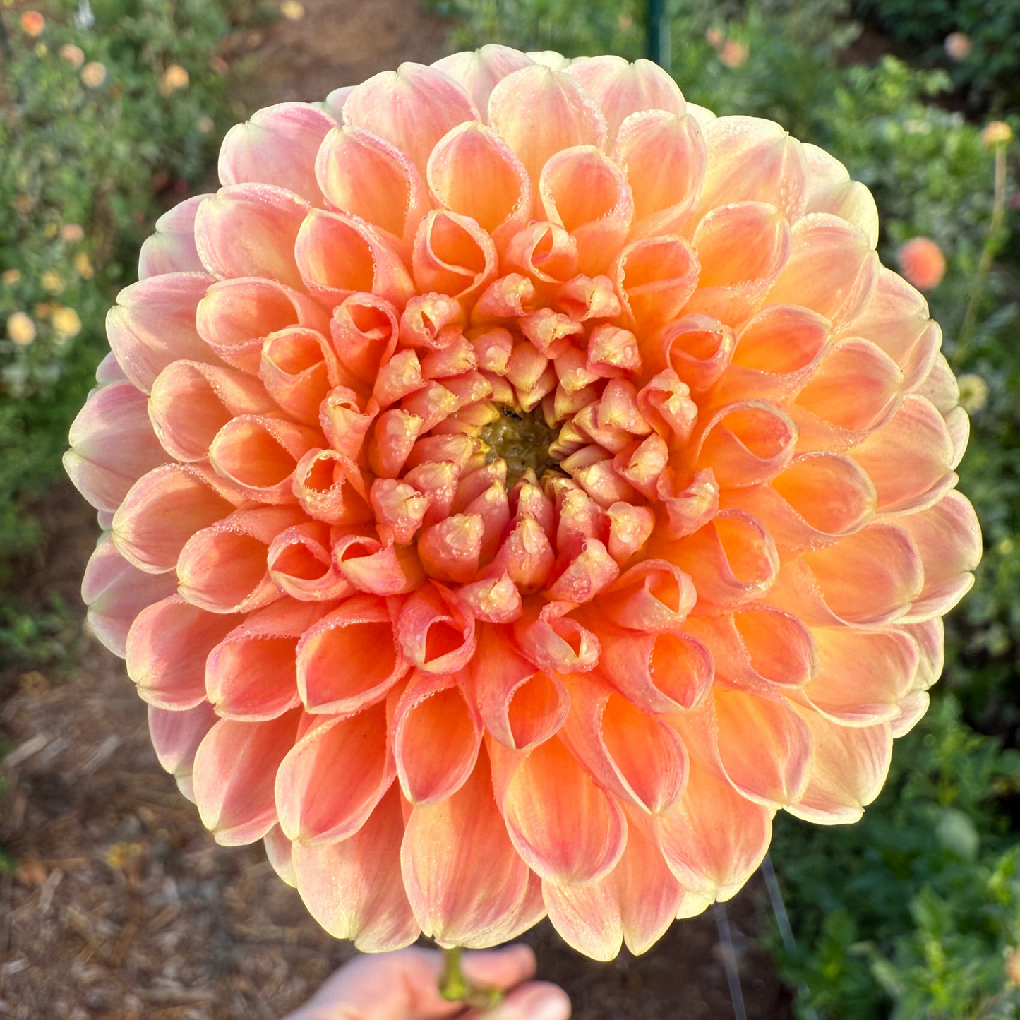 DAHLIA CRICHTON HONEY