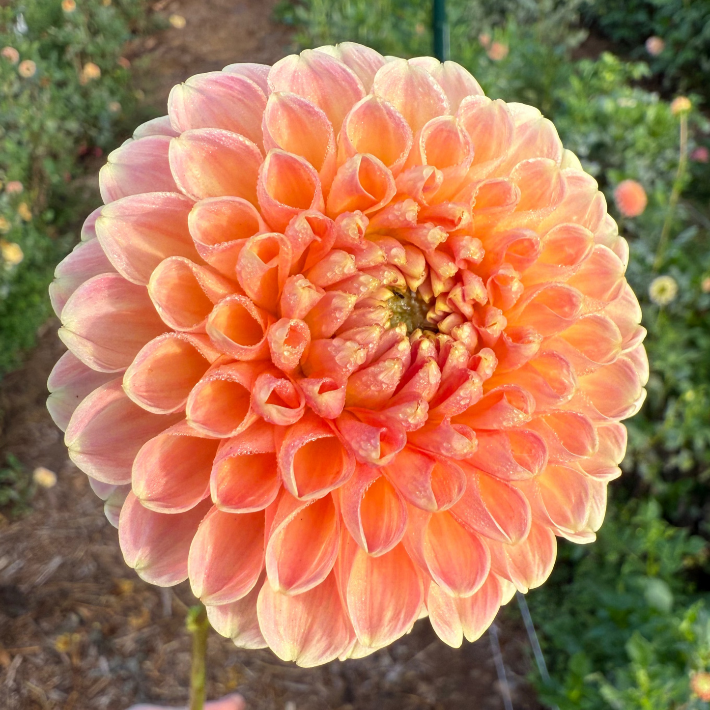 DAHLIA CRICHTON HONEY